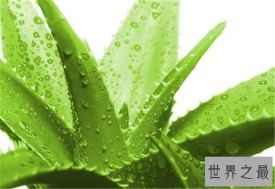 最好养的室内大型盆栽,吊兰是家中必养的盆栽