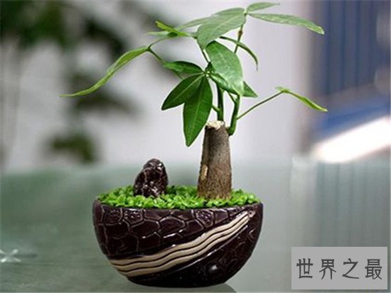 最好养的室内大型盆栽,吊兰是家中必养的盆栽