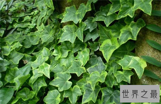最好养的室内大型盆栽,吊兰是家中必养的盆栽
