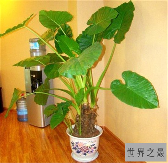 最好养的室内大型盆栽,吊兰是家中必养的盆栽