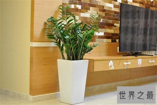 最好养的室内大型盆栽,吊兰是家中必养的盆栽