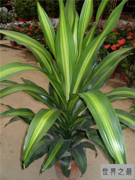 最好养的室内大型盆栽,吊兰是家中必养的盆栽