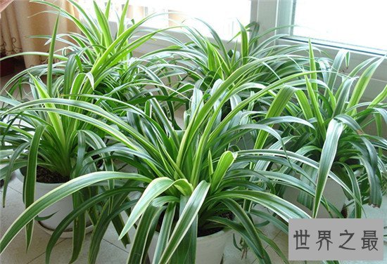 最好养的室内大型盆栽,吊兰是家中必养的盆栽