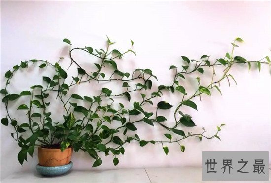 最好养的室内大型盆栽,吊兰是家中必养的盆栽