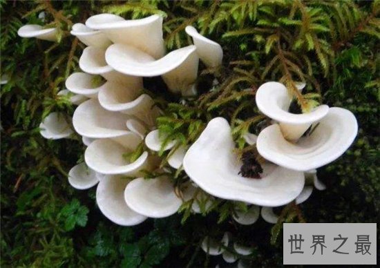 世界上最毒的十种蘑菇,外表诱人实则含有剧毒!