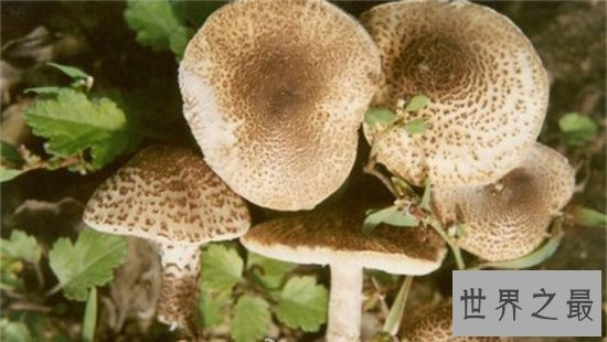 世界上最毒的十种蘑菇,外表诱人实则含有剧毒!