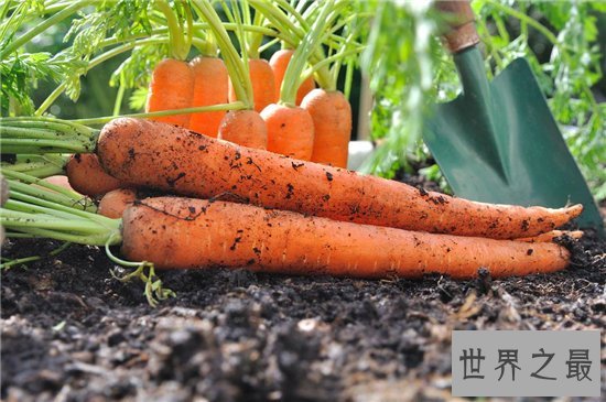 胡萝卜的功效与作用,胡萝卜竟然还有这样的好处!