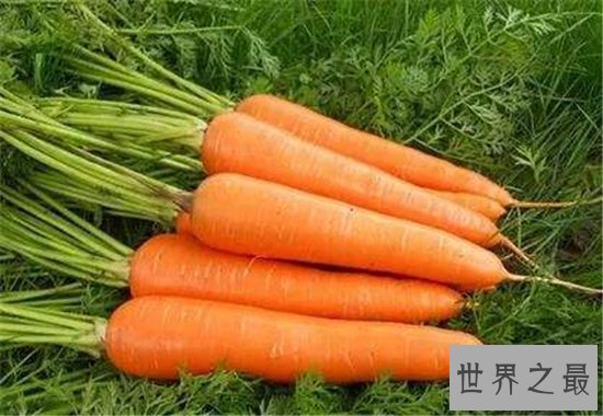 胡萝卜的功效与作用,胡萝卜竟然还有这样的好处!