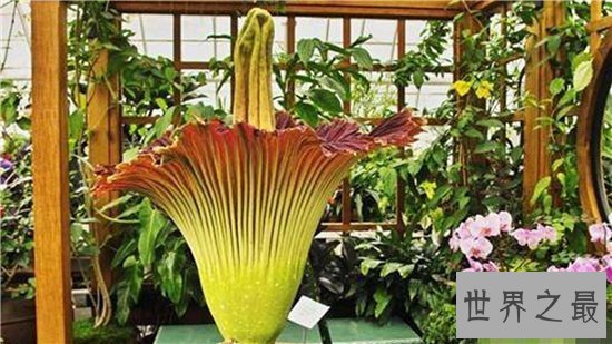 巨魔芋能长到三米多高,具有雌雄之分