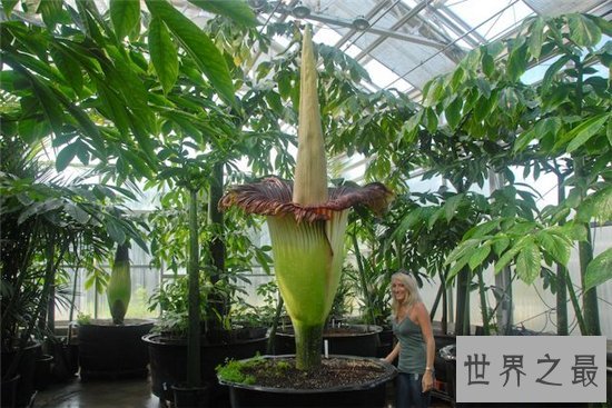 巨魔芋能长到三米多高,具有雌雄之分