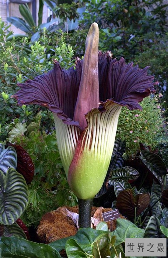 巨魔芋能长到三米多高,具有雌雄之分