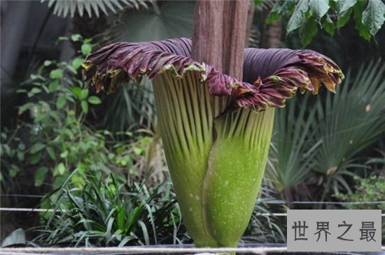 巨魔芋能长到三米多高,具有雌雄之分