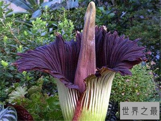 巨魔芋能长到三米多高,具有雌雄之分