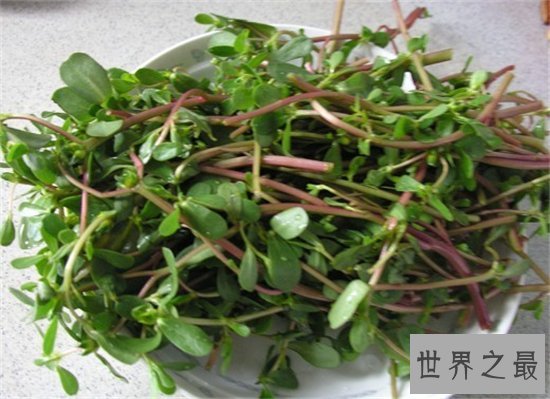 马齿苋怎么吃?具有清热解毒助消化的效果