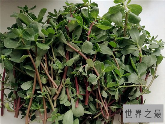 马齿苋怎么吃?具有清热解毒助消化的效果