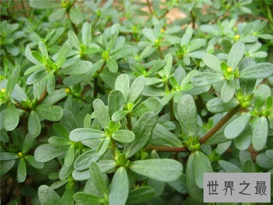 马齿苋怎么吃?具有清热解毒助消化的效果