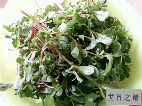 马齿苋怎么吃?具有清热解毒助消化的效果