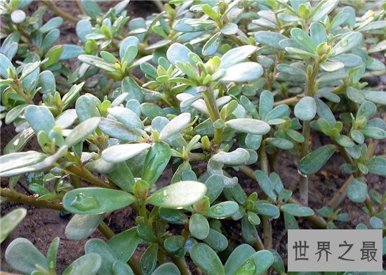 马齿苋怎么吃?具有清热解毒助消化的效果