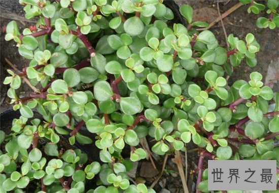 马齿苋怎么吃?具有清热解毒助消化的效果