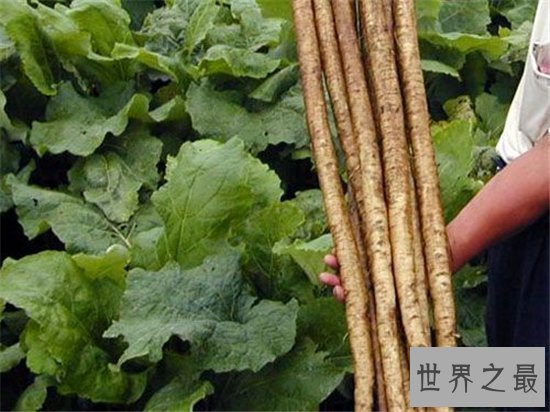 牛蒡怎么吃?要与热性食物一同制作