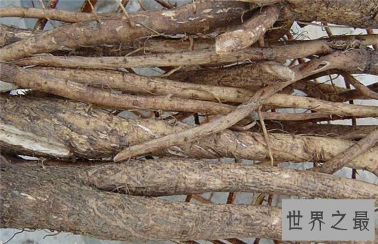 牛蒡怎么吃?要与热性食物一同制作