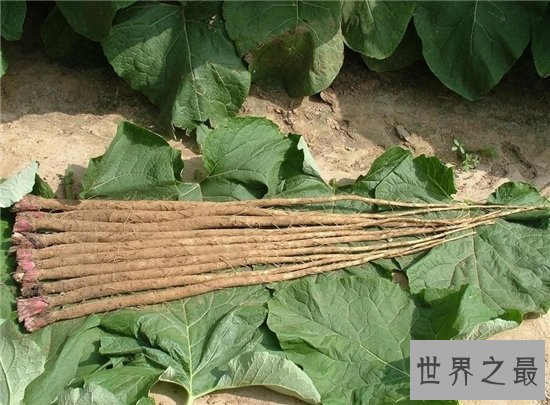 牛蒡怎么吃?要与热性食物一同制作