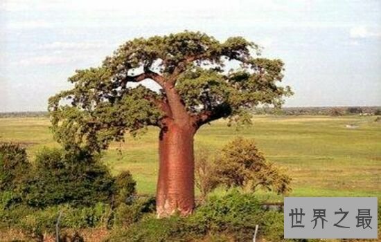 世界上最粗的树,让你对它大开眼界。