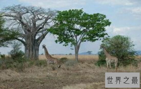 世界上最粗的树,让你对它大开眼界。