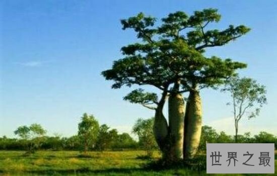 世界上最粗的树,让你对它大开眼界。