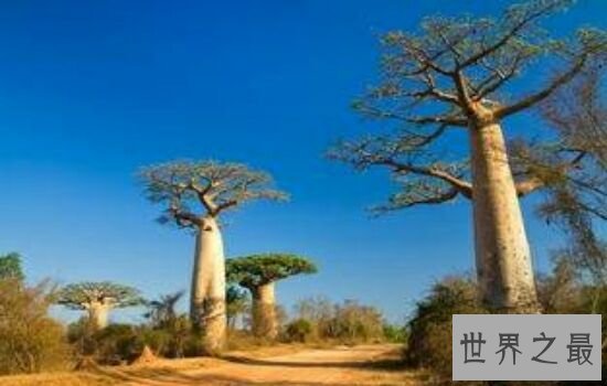 世界上最粗的树,让你对它大开眼界。