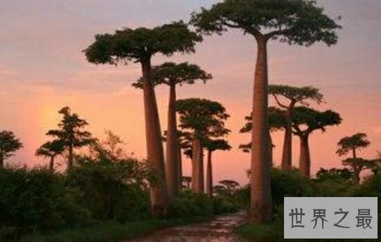 世界上最粗的树,让你对它大开眼界。