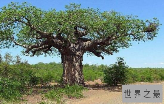 世界上最粗的树,让你对它大开眼界。