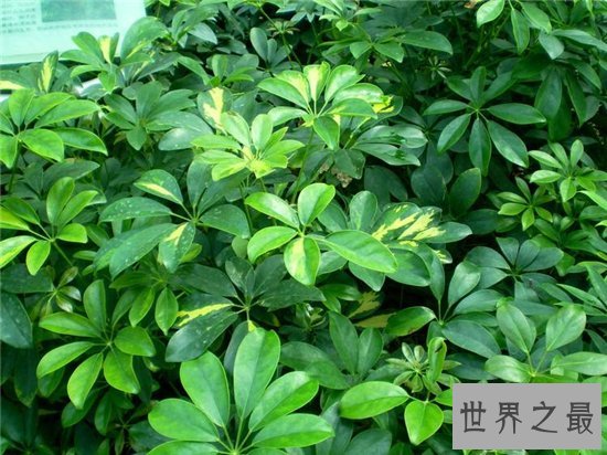 吸甲醛的植物排名,聪明人搬新房都养这些植物!