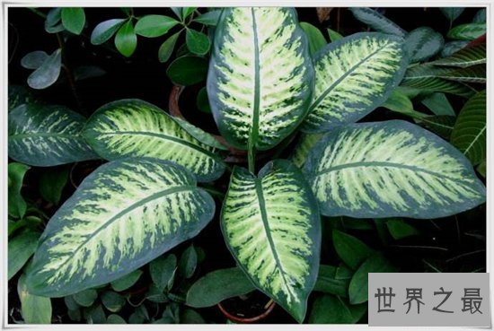 吸甲醛的植物排名,聪明人搬新房都养这些植物!