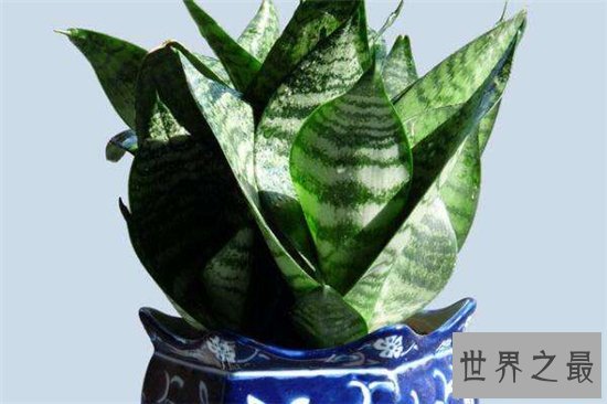 吸甲醛的植物排名,聪明人搬新房都养这些植物!