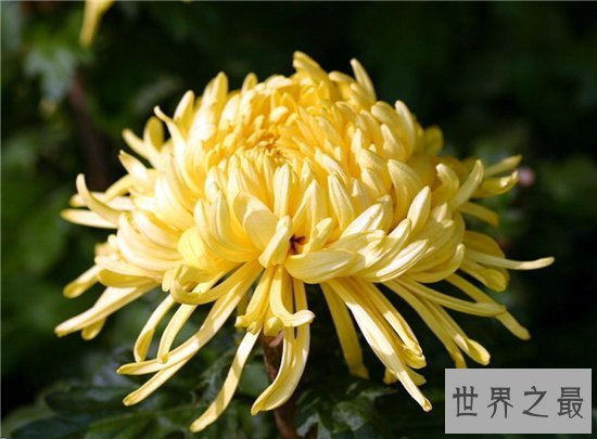 吸甲醛的植物排名,聪明人搬新房都养这些植物!