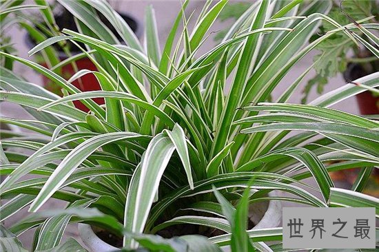 吸甲醛的植物排名,聪明人搬新房都养这些植物!
