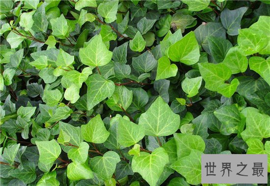 吸甲醛的植物排名,聪明人搬新房都养这些植物!