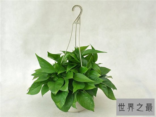 吸甲醛的植物排名,聪明人搬新房都养这些植物!