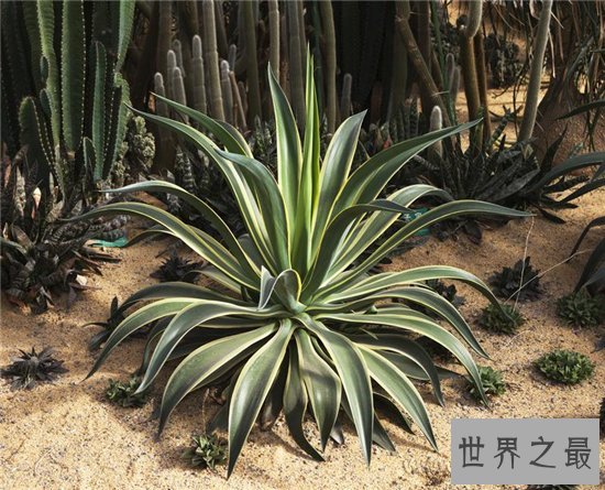 吸甲醛的植物排名,聪明人搬新房都养这些植物!