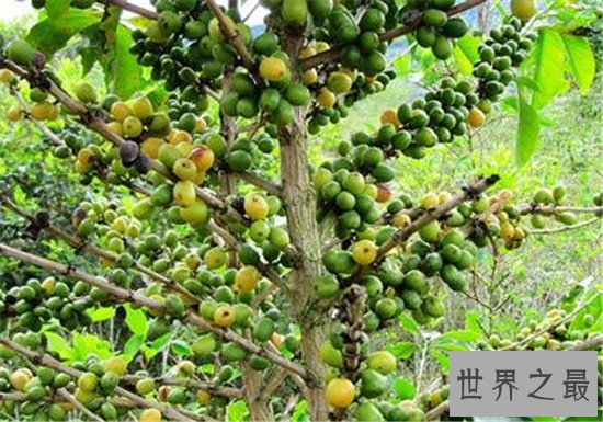 世界十大咖啡生产国,巴西仍旧占据世界第一!