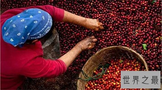 世界十大咖啡生产国,巴西仍旧占据世界第一!