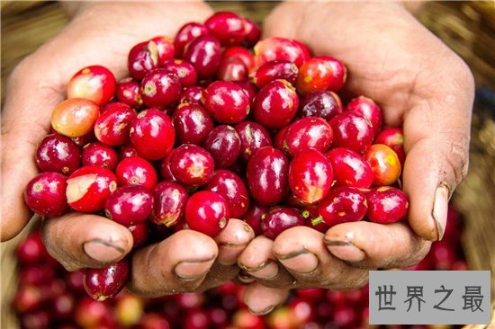 世界十大咖啡生产国,巴西仍旧占据世界第一!