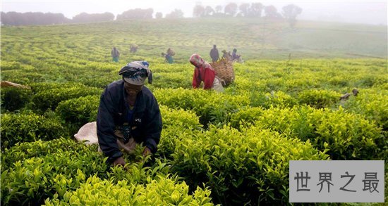 世界十大咖啡生产国,巴西仍旧占据世界第一!