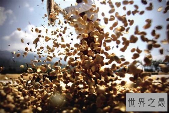 世界十大咖啡生产国,巴西仍旧占据世界第一!