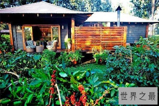 世界十大咖啡生产国,巴西仍旧占据世界第一!