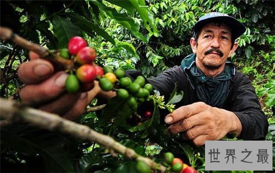 世界十大咖啡生产国,巴西仍旧占据世界第一!