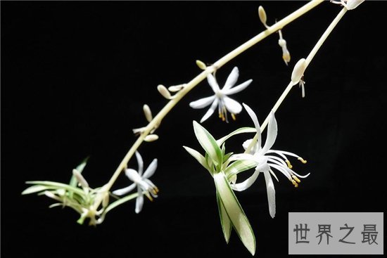 世界上花期最短的五种花,昙花仅排第二第一竟然是他!