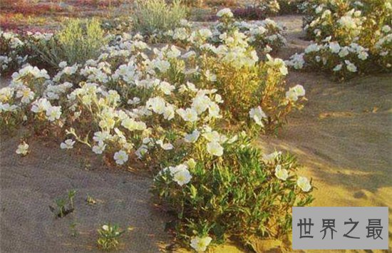 世界上花期最短的五种花,昙花仅排第二第一竟然是他!