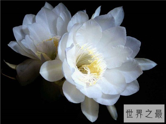 世界上花期最短的五种花,昙花仅排第二第一竟然是他!